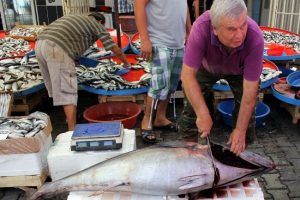 90 kiloluk orkinos ilgi çekti