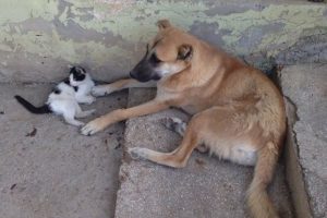 Şaşırtan arkadaşlık