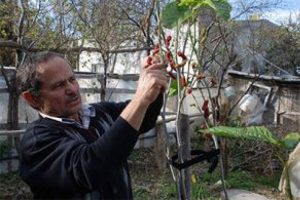 Dut ağacı sonbaharda meyve verdi