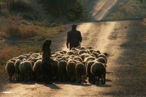 Eğitimli çobanlar geliyor!