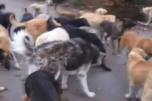 Yılbaşı onları da mutlu etti