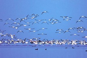 Genetik çeşitleri, koruma altına alınıyor