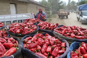 Bursalı üreticiyi kırmızı biber güldürdü