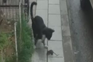 Bursa'da Tom ve Jerry'i aratmayan görüntü