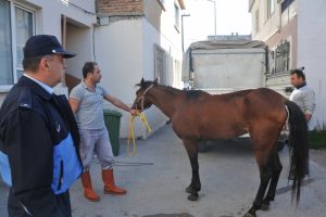 Bursa'da hasta at hayata döndürüldü