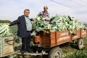 Bursa'da kış sebzeleri çiftçinin yüzünü güldürdü