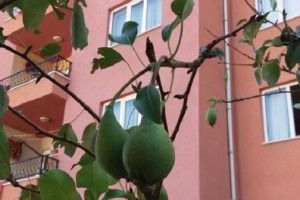 Ekim ayı ortasında meyve veren armut ağacı şaşırttı