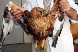 Yaralı kızıl şahin tedavi altına alındı