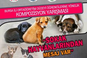 Bursa'da ''Sokak Hayvanlarından Mesaj Var'' yarışması