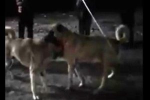 Köpek dövüştürüp sosyal medyada paylaşan kişiye 5 bin lira ceza