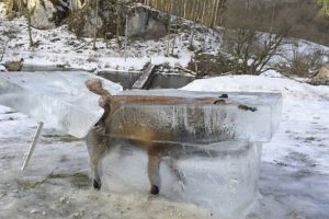Tilkiyi bu halde bulunca şoke oldular!