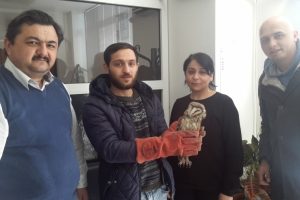 Bursa'da yaralı baykuşa belediye sahip çıktı