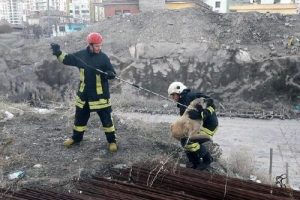 İnşaat demirleri arasına sıkışan köpeği itfaiye kurtardı