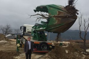 Bursa Gemlik'te çınar ağaçları taşındı
