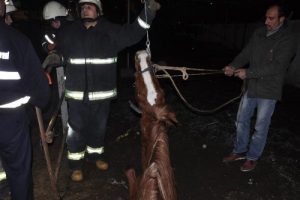 Bursa'da foseptiğe düşen yarış atını itfaiye kurtardı