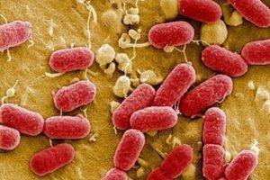 Bakterilerin 'antibiyotik siperleri'nin moleküler haritası çıkarıldı