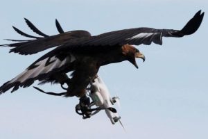 Fransa'da kartallar drone'ları avlayacak!