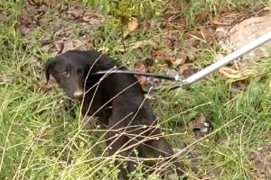 Bursa'da liselilerin dikkati köpeği kurtardı