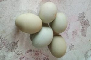 Değerini öğrenince yeşil yumurtlayan tavuğunu kesmekten vazgeçti