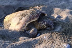 Caretta Carettalar yumurta bırakmaya başladı