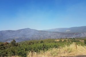 İzmir'deki orman yangını kontrol altına alındı