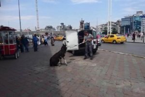 Taksim Meydanı'nda köpek tartışması