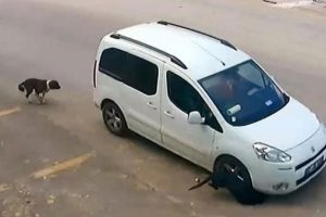 Vahşet... Köpeği bilerek, ezip kaçtı!