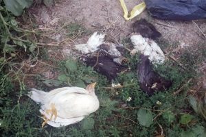 Tavuk ölümleri panik yarattı!
