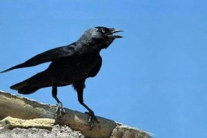 7 aylık bebeği karga öldürdü