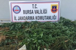 Bursa'da ormana uyuşturucu ektiler