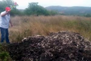 Bursa'da tavuk çiftliği yüzünden canlarından bezen köylüler sinek avı başlattı