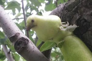 Bursa'da kuş şeklindeki armut şaşırttı!