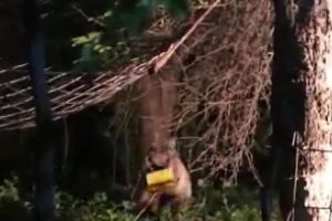 Ayı ikram edilen balı, kutusuyla götürdü