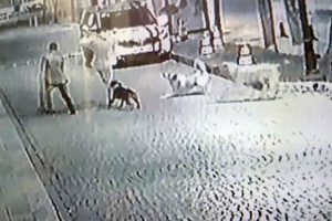 Sokak köpekleri bir genci böyle ısırdı