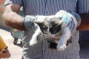 Aracın motoruna sıkışan kedi için seferber oldular