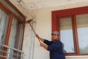 Vatandaşı canından bezdirdiler! Her yerdeler...