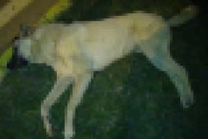 Köpekleri acımadan silahla vurdular