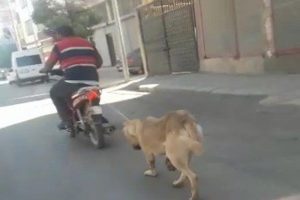 Köpeğin boğazına ip geçirip motosikletle sürükledi