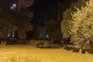 Milas'ta domuz sürüsü şehre indi