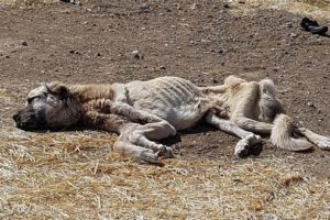 Kangal cinsi köpeği ölüme terk ettiler
