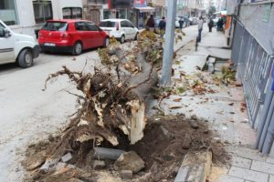Bursa'da hafriyat kamyonu yarım asırlık ağacı böyle devirdi