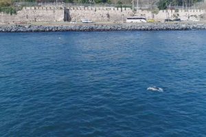 Yunusların İstanbul Boğazı'nda av mücadelesi