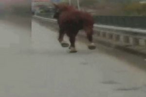 E-5'te dört nala koşan at!