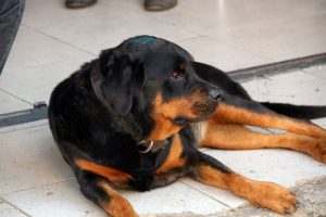 Demir sopa ile köpeği dövdü