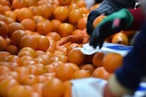 Tarladan sofraya gelene kadar fiyatı yüzde 327 arttı
