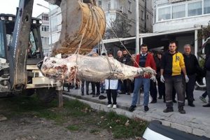 Kıyıya vurdu! iş makinesiyle çıkarabildiler