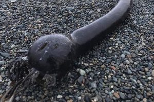 Rus kıyılarına vuran yaratık şaşkına çevirdi , gerçek ortaya çıktı
