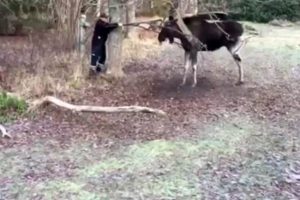 Salıncağa dolanan geyiği böyle kurtardı