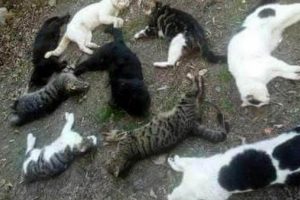 Bunun adı resmen katliam! 2 günde...