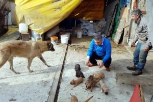 Bursa'da 'hayvansever savcı' yılın ilk gününde sokak hayvanlarını besledi 